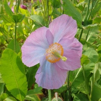 Meconopsis 'Barney's Blue'